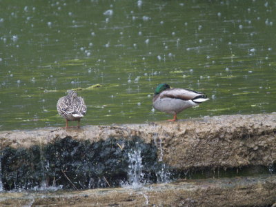 Mallard ducks in today's weather