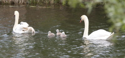 Swan family outing