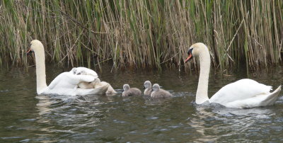 Swan family outing