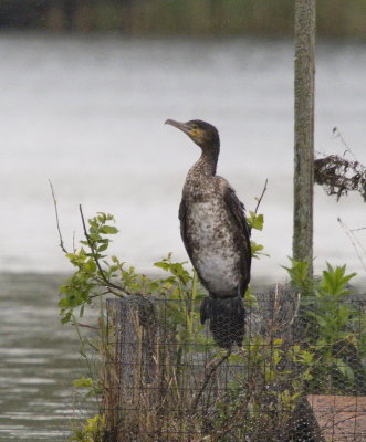 Young cormorant