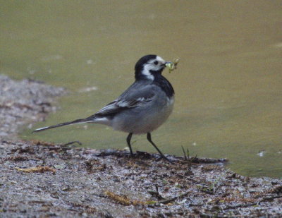 White wagtail - bergeronnette grise - Bachstelze - Panewippchen