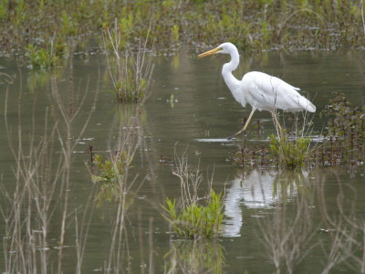 Great white egret wandering off