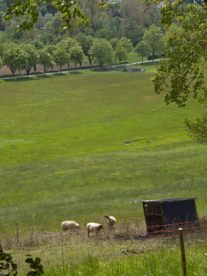 Sheep enjoying the springtime grass