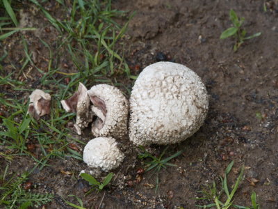 Lycoperdon fungus