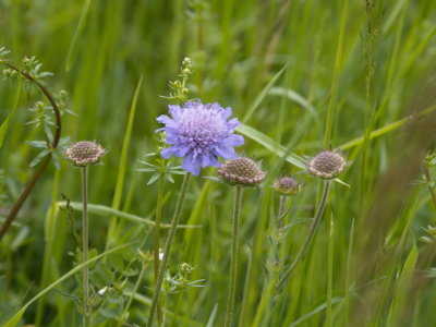 Cornflower