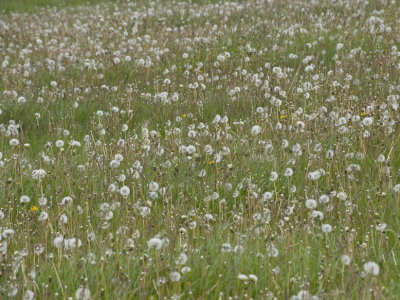 Dandelions