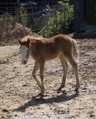 Very new foal