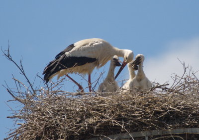 Stork with hungry chicks