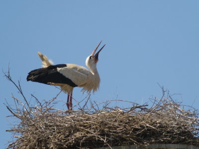 Stork impatiently waiting for partner to bring food for the youngsters