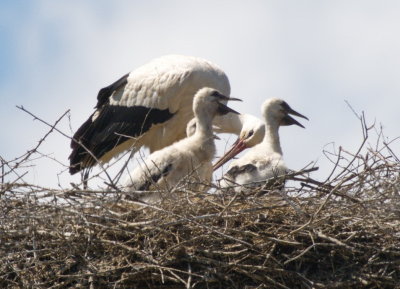 Stork with hungry chicks
