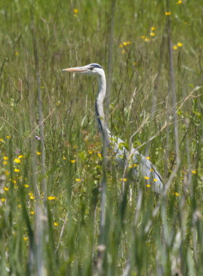 Heron among the reeds