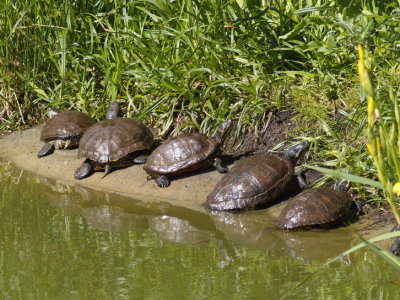 Turtles enjoying the sun