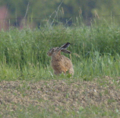 Hare