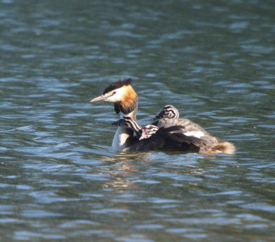 Crested grebe mum taking the little ones on an expedition