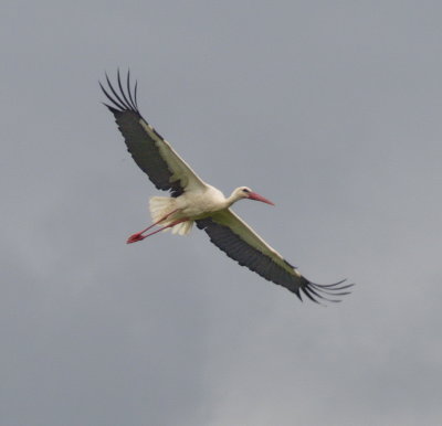 Stork against a murky sky