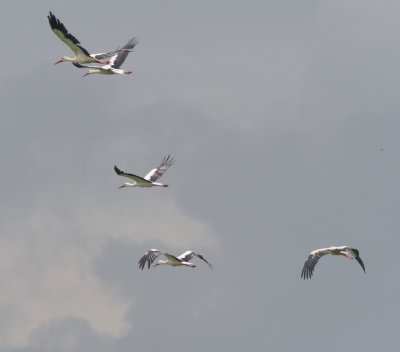 Storks in flight