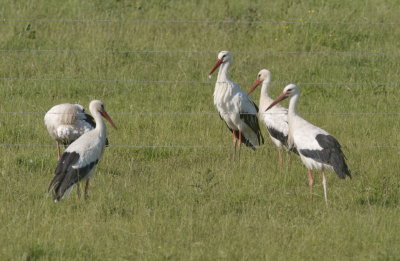 Storks trying to decide which is the best side of the fence to be on