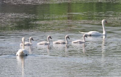 Disciplined swan family outing