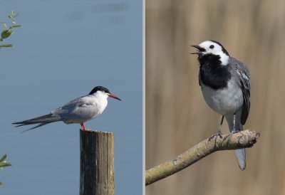 Common Tern and White Wagtail