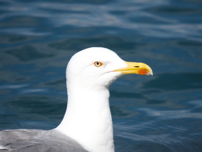 Gull