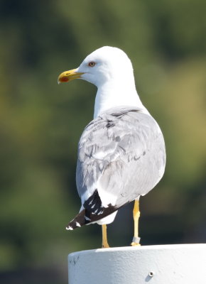 Yellow-legged gull