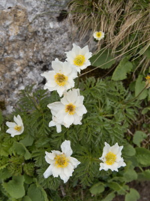 Alpine pulsatilla