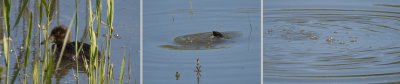 Tufted duck story