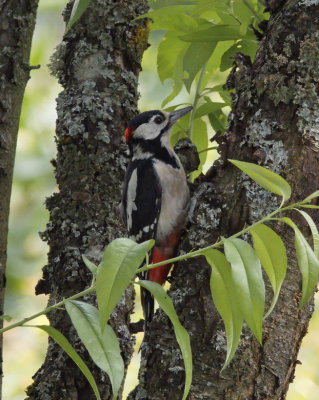 Great spotted woodpecker - pic peiche - Buntspecht - Bontspiecht - Dendrocopos major