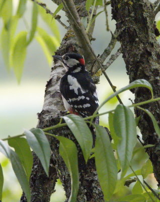 Great spotted woodpecker - pic peiche - Buntspecht - Bontspiecht - Dendrocopos major