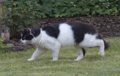 Cat seen in Mensdorf garden