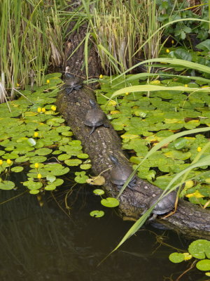 Turtles pretending to be sculptures