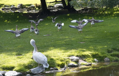 Geese not appreciating pelican presence