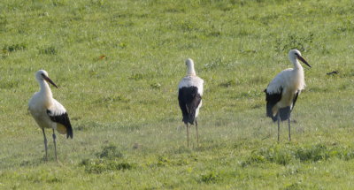 The three young storks just bebore they are off