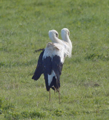 Not a two-headed stork