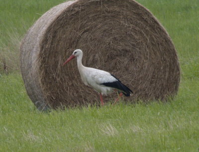 Stork and hay ball