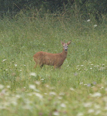 Red deer aware of being photographed