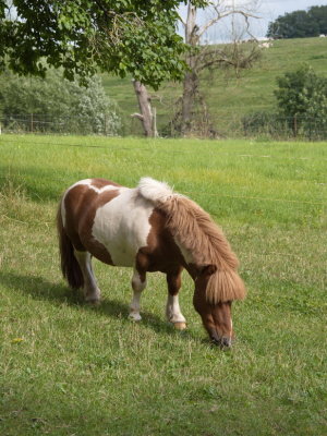 Pony with a well-kempt fringe and mane