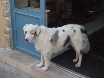 Dog watching the passers-by