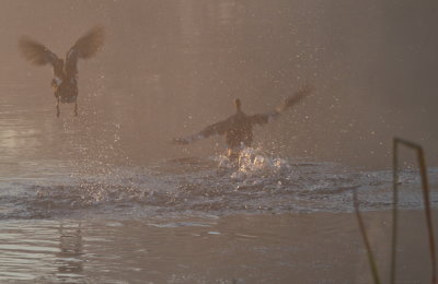 Ducks taking flight against the rising sun