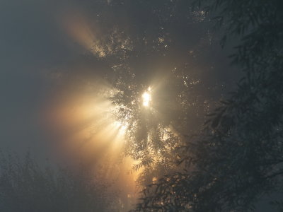 Sun imposing itself against the morning mist