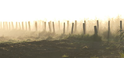Posts in the mist