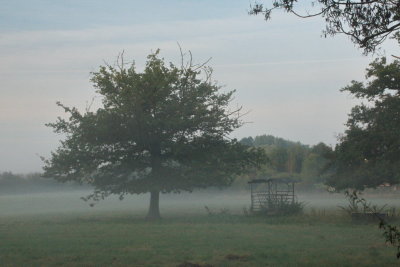 Misty morning