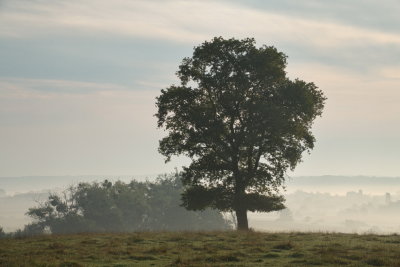 Landscape emerging from the mist