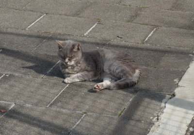 Elderly cat in residence at the shelter