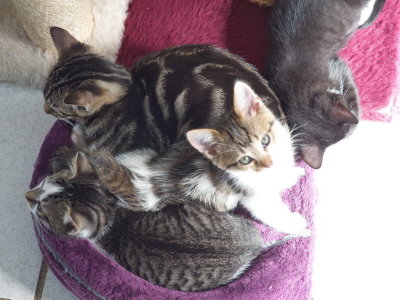 Not enough space in this kitten bed for four