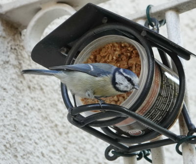 Blue tit feeding well as autumn looms