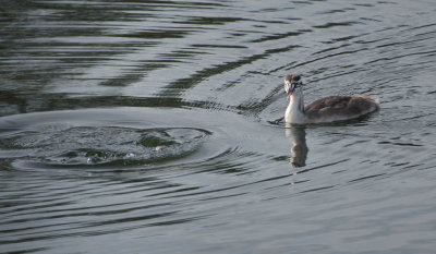 Young crested grebe watching mummy disappear