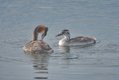 Crested grebe adult and young