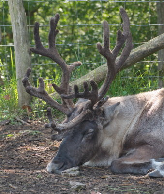 Reindeer taking a nap