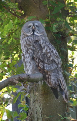 Eagle owl - Hibou de Laponie